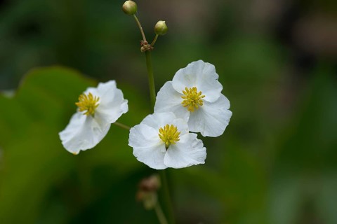 Flowers of broad-leaved arrowhead (Sagittaria latifolia)