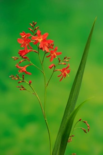 Montbretia (Crocosmia x crocosmiiflora)