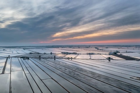 Flooded rice fields in May at daybreak