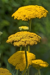 Yarrow (Achillea filipendulina)