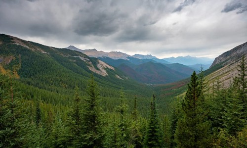 View into forested valley