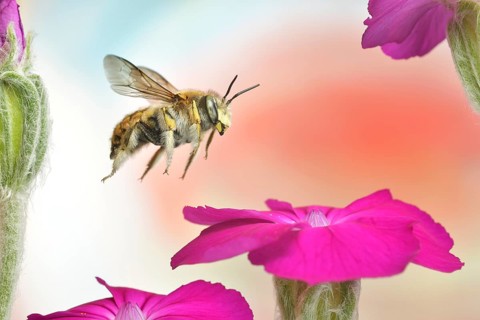 European wool carder bee (Anthidium manicatum) in flight at the flower of a rose campion (Silene coronaria)