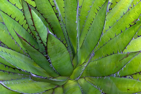 Aloes (Aloe)