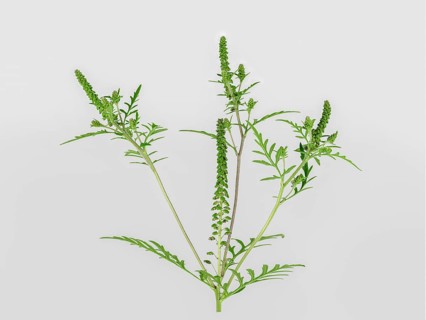 Common Ragweed (Common Ragweed)