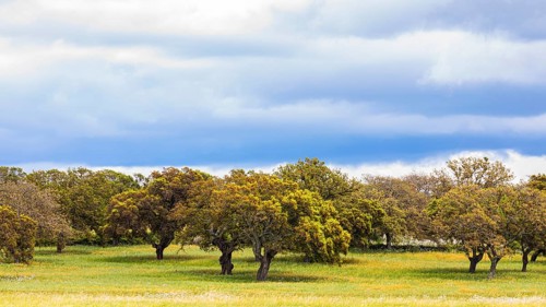 Clouds over Cork oaks (Quercus suber) near Santu Lussurgiu