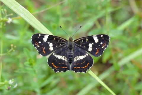 Map butterfly (Araschnia levana)