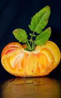 Halved tomato of the old oxheart variety