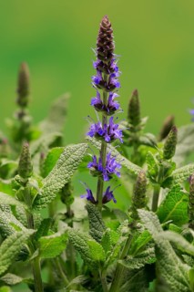 Woodland sage (Salvia nemorosa)