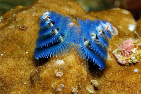 Christmas tree worm (Spirobranchus giganteus)