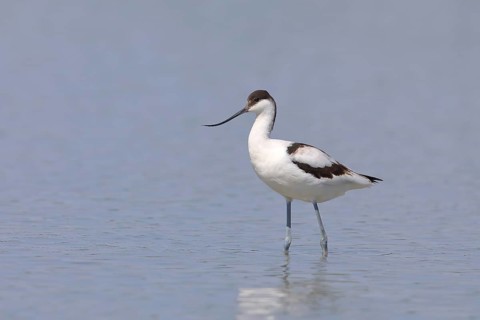 Black capped avocet (Recurvirostra avosetta)