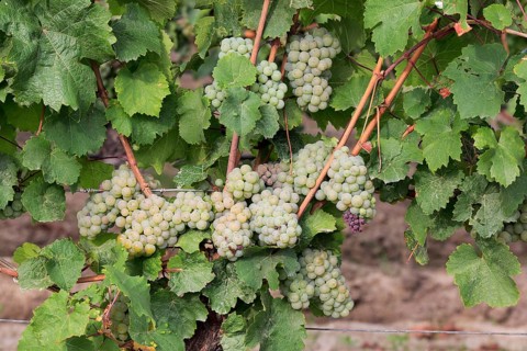 Grape vine (Vitis vinifera)