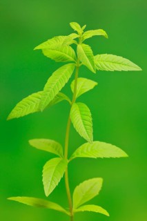 Lemon verbena (Aloysia triphylla)
