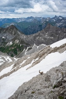 Alpine Ibex (Capra ibex)