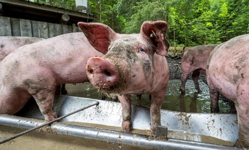 Domestic Pigs (Sus scrofa domesticus) at a trough in an outdoor enclosure