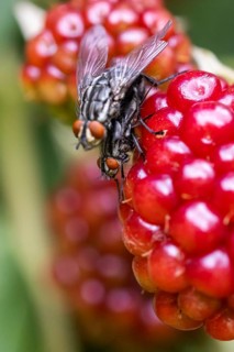Blow flies (Calliphoridae) on blackberry