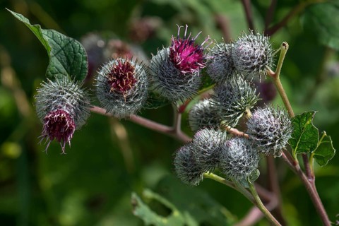 Downy burdock (Arctium tomentosum)
