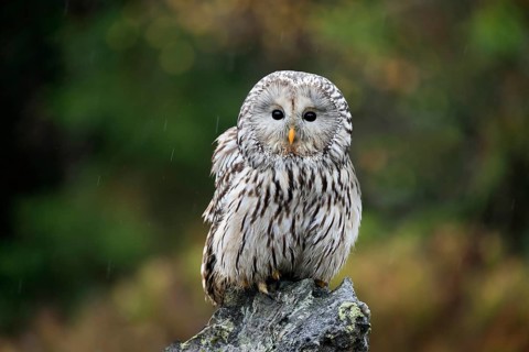 Ural owl (Strix uralensis)