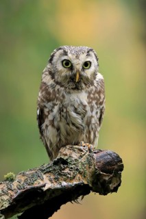 Tengmalm's owl (Aegolius funereus)