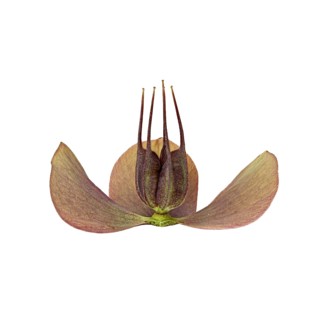 Barnhaven hybrid (Helleborus x hybridus)
