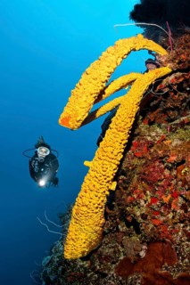 Diver looking at large yellow green candle sponge (Aplysina fistularis) on coral reef wall