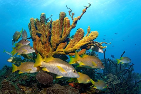 Schoolmaster snapper (Lutjanus apodus)