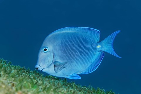Blue tang (Acanthurus coeruleus) swimming over seagrass meadow