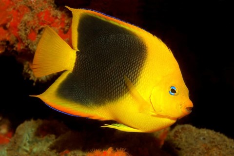 Rock beauty (Holacanthus tricolor)