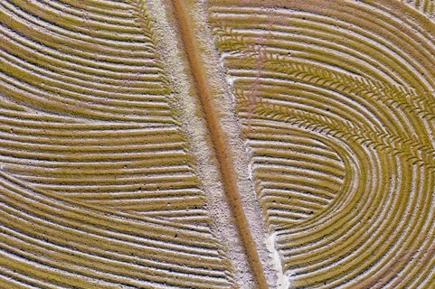 Detail of a flooded rice field in May