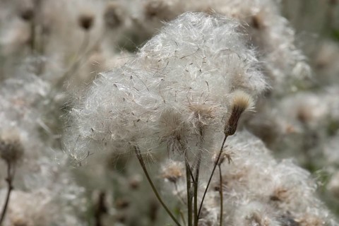 Sclerophyllous thistle (Cirsium arvense) Bavaria