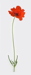 Poppy flowers (Papaver rhoeas)