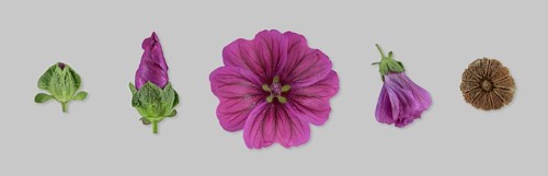Moroccan wild mallow (Malva sylvestris subsp. subacaulis)