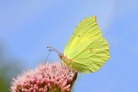 Brimstone (Gonepteryx rhamni)