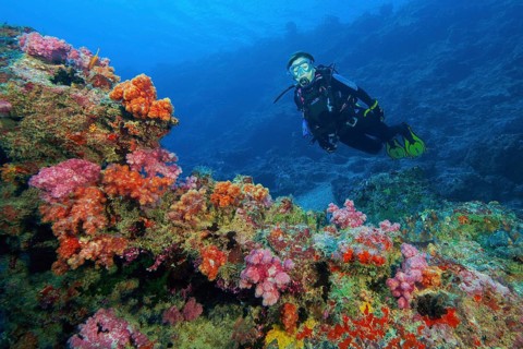 Diver looking at Soft corals (Alcyonacea) at the bottom of current channel