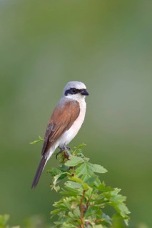 Red-backed Shrike (Canius collurio) male on perch