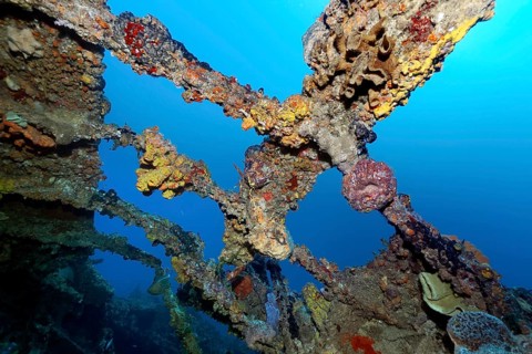 Various sponges encrusting frames over engine room