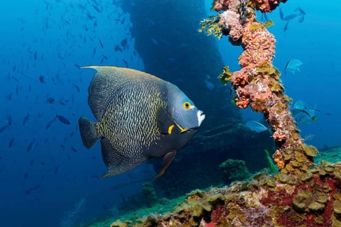 French Angelfish (Pomacanthus paru) swimming around shipwreck