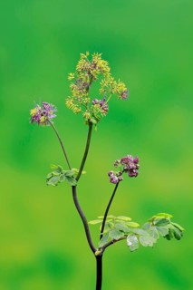 Columbine greater meadow rue (Thalictrum aquilegiifolium)