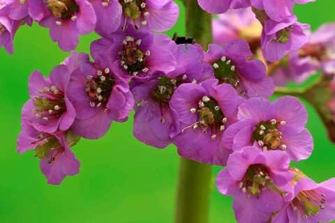 Bergenia