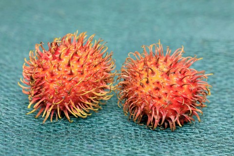 Rambutan (Nephelium lappaceum)