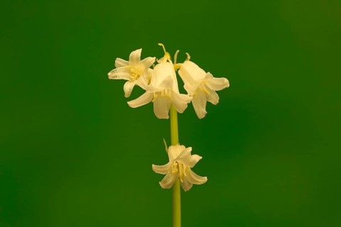 Spanish bluebell (Hyacinthoides hispanica)