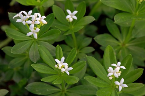 Woodruff (Asperula odorata)