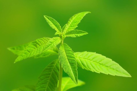 Lemon verbena (Aloysia triphylla)