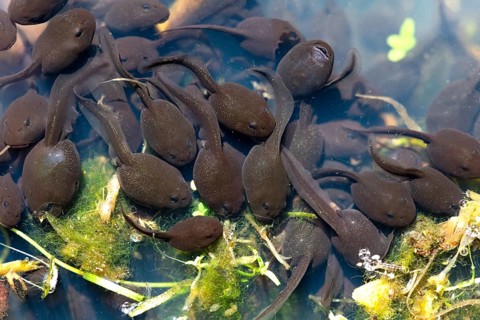 Common toad (Bufo bufo)