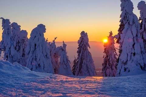 Sunset with snow-covered spruces