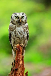 Tengmalm's owl (Aegolius funereus)