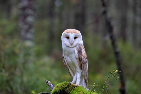 Common barn owl (Tyto alba)