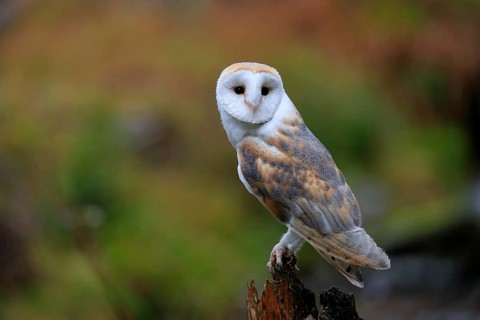 Common barn owl (Tyto alba)