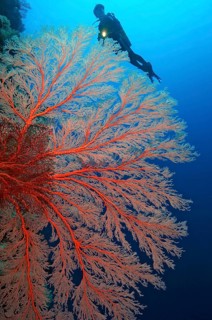Red knotted fan coral (Melithaea ochracea) on steep wall of coral reef