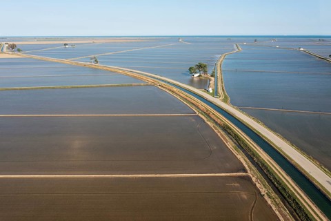 Flooded rice fields in May
