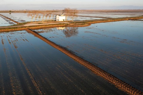 Small farm cottage amidst flooded rice fields in May